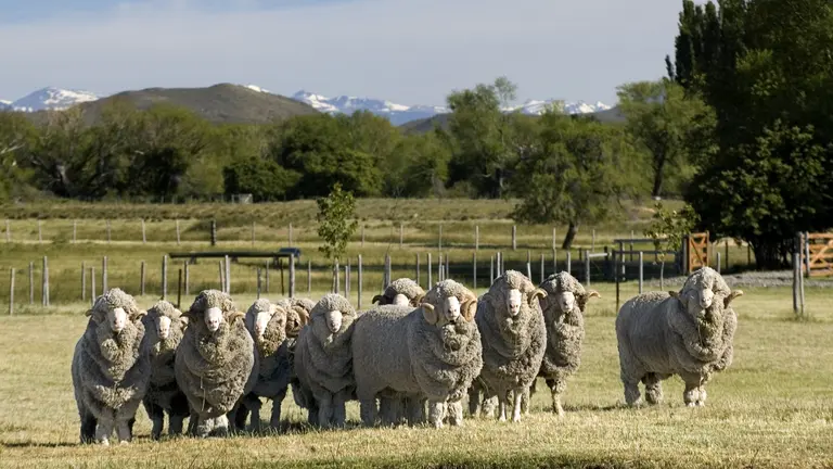 Allevamento di ovini di proprietà di Cia de Tierras